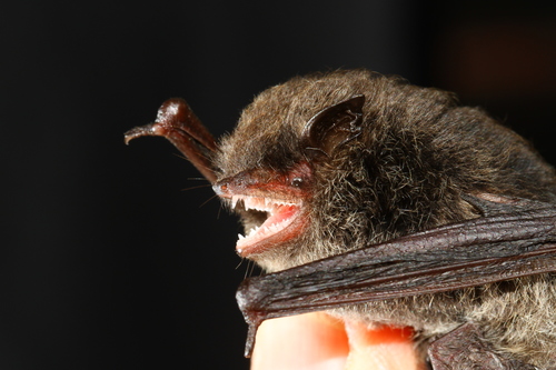 Taiwan Broad-muzzled Mouse-eared Bat (Submyotodon latirostris) — Least Concern Mammalia