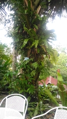 Borassodendron machadonis