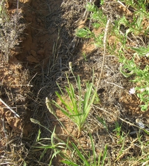 Plantago wrightiana