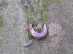 Limax maximus