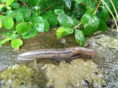 Limax maximus