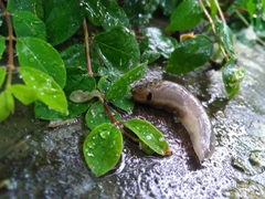 Limax maximus