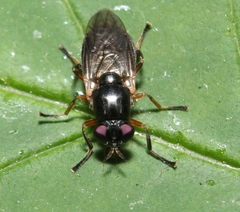 Allognosta fuscitarsis