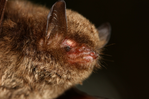 Reddish Myotis (Myotis soror) — Data Deficient Mammalia