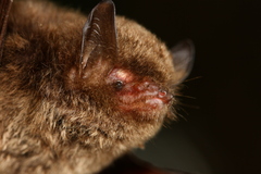 Myotis soror