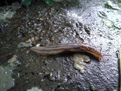 Limax maximus