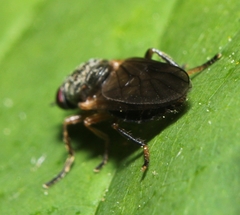 Allognosta fuscitarsis