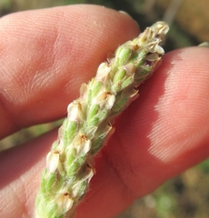 Plantago wrightiana