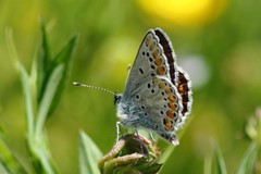 Aricia agestis