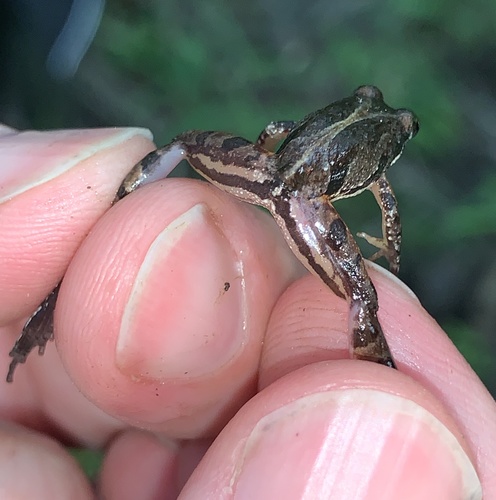 Southern Cricket Frog