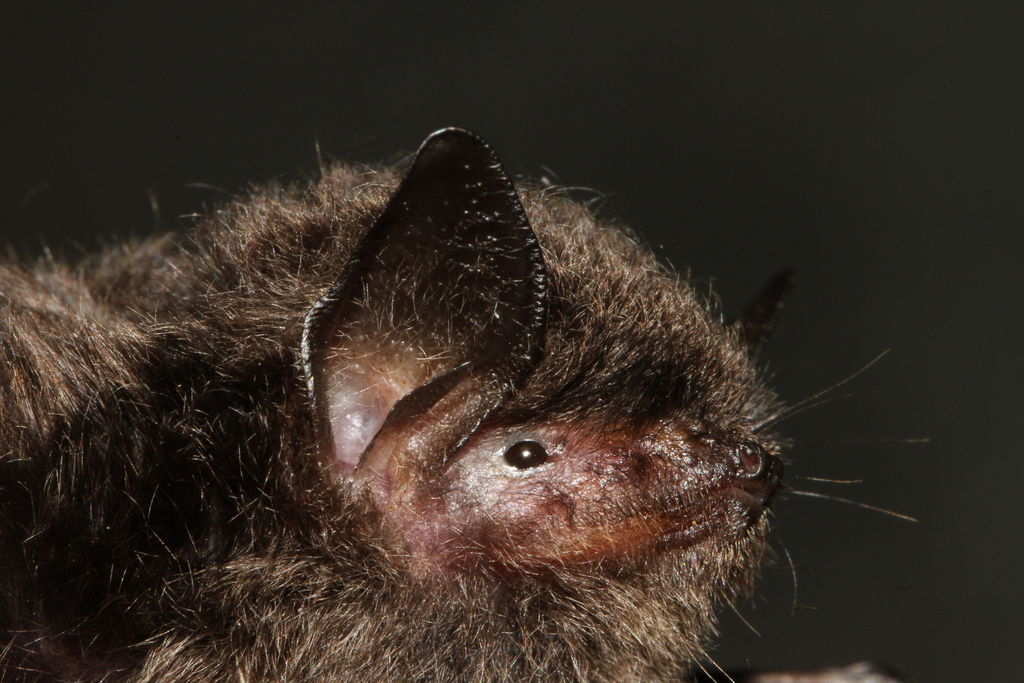 Taiwan Long-Toed Myotis