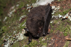Myotis secundus