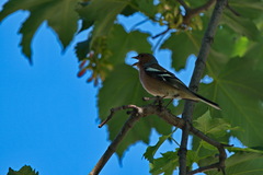 Fringilla coelebs