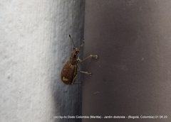 Mimographus