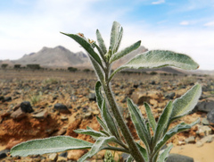 Reseda villosa