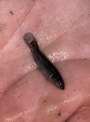 Umbra pygmaea