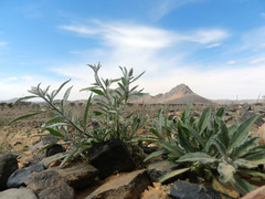 Reseda villosa
