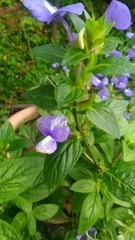 Achetaria azurea