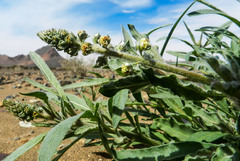 Reseda villosa