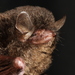 Fraternal Myotis - Photo (c) Manuel Ruedi, some rights reserved (CC BY-NC), uploaded by Manuel Ruedi