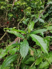 Petiveria alliacea
