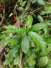 Petiveria alliacea