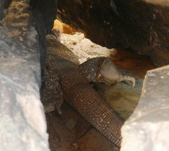 Varanus griseus griseus