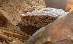 Varanus griseus griseus