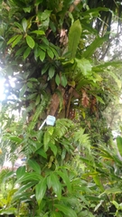 Borassodendron machadonis