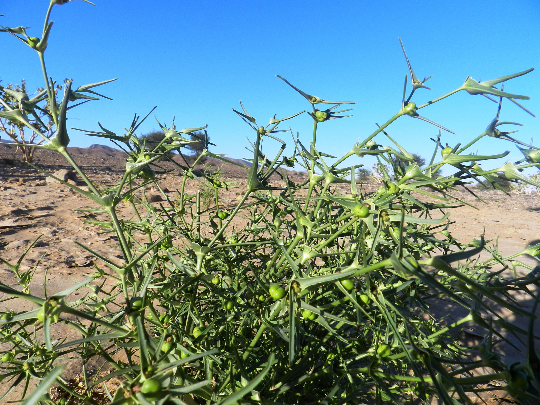 Euphorbia calyptrata