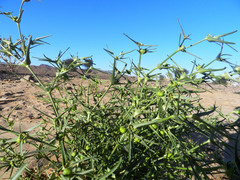 Euphorbia calyptrata