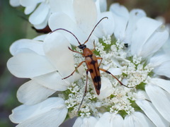 Stenurella septempunctata