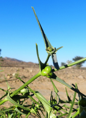 Euphorbia calyptrata