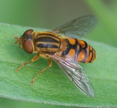 Parhelophilus laetus