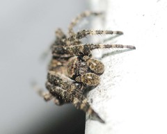 Araneus ventricosus