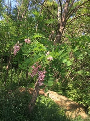 Robinia hispida