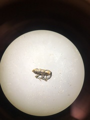 Cosmobaris scolopacea