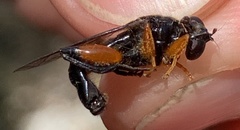 Chalcosyrphus curvaria