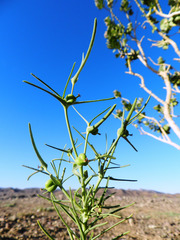 Euphorbia calyptrata