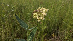 Asclepias meadii