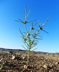 Euphorbia calyptrata