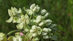 Asclepias meadii