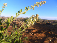 Reseda villosa