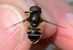 Eristalis obscura