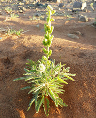 Reseda villosa