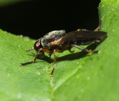 Allognosta fuscitarsis