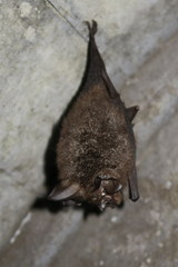 Rhinolophus formosae