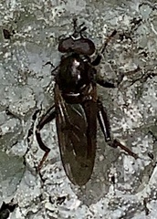 Chalcosyrphus libo