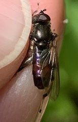 Chalcosyrphus libo