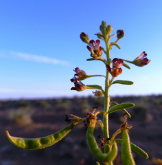 Cleome amblyocarpa